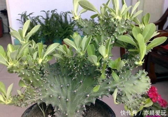 郁郁葱葱|三种“麒麟类”观赏盆栽,想养出郁郁葱葱的状态,你需要这样做
