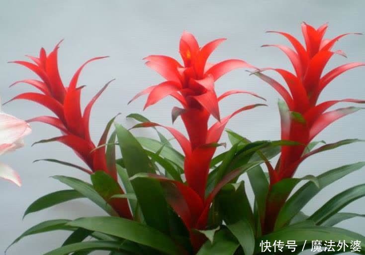 从前不懂:室内养花,选些有寓意的花卉才好