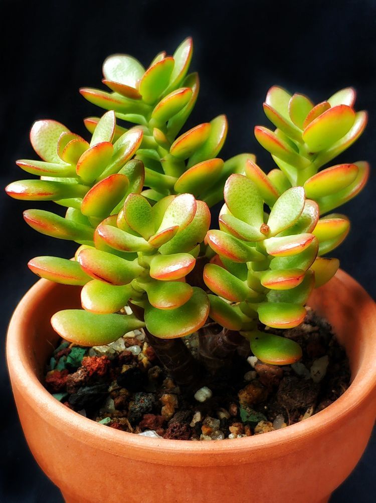 成长|与多肉一起走过的日子，见证多肉的成长过程！