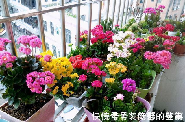 适合家里养的“健康花”，干净健康，还吉祥，格调高雅有品味