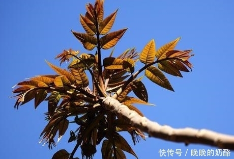 香椿嫩叶味鲜，吃就要趁早，还能清热除湿