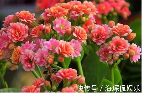 悄悄告诉你,养好“长寿花”,离不开2种水,15天一次,花开满盆