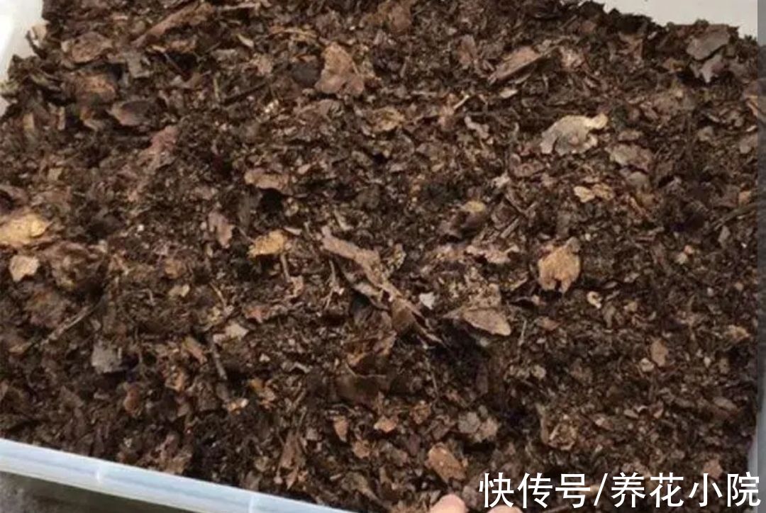 花生壳|花土不用买，自己就能制作，松软肥沃，啥花都能养