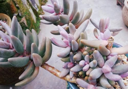 花店里的多肉看起来很漂亮，并非都是因为店主养得好，还可能有其它原因