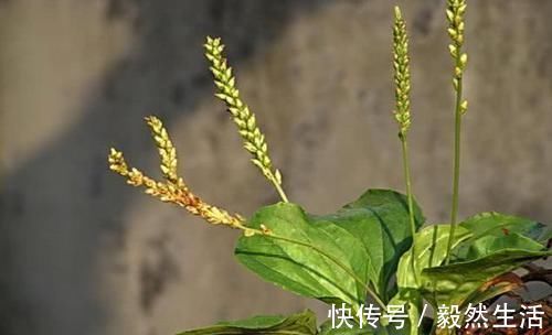 食物|高血脂别急着吃药，常吃这6种食物，血脂慢慢就会降下来！