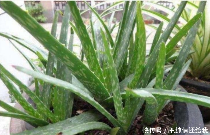 家里有庭院,最适合养3种花,沾土就能活,不易生病好养护