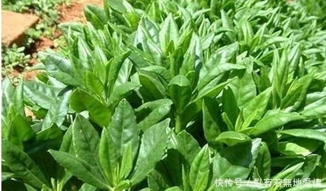 凉拌|农村里这种野菜，吃了补气养血，凉拌最好吃，你吃过吗?