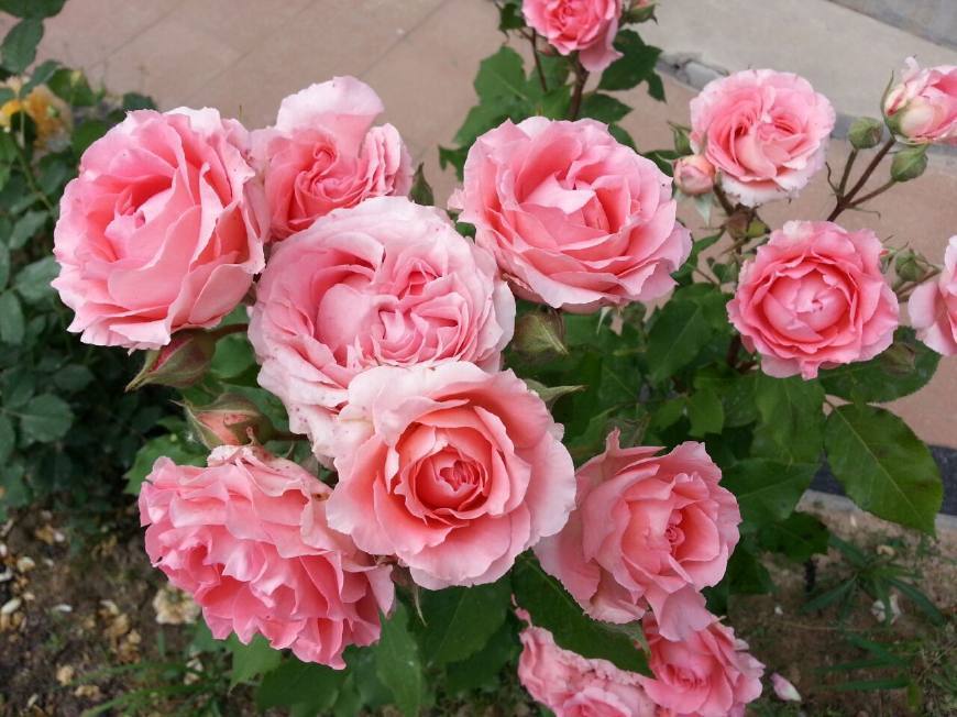 漂亮不输牡丹，魅力不逊玫瑰，阳台族的最爱