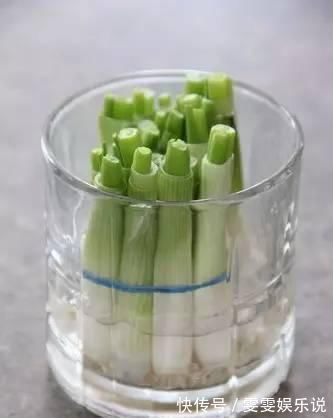 阳台上|一个芋头芽,埋在花盆里,10天长成大盆景,比龟背竹还漂亮