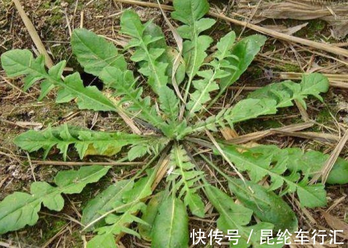 野花野草|农村几种野菜,切记不要连根拔,只摘叶子吃就好,当今价值太珍贵