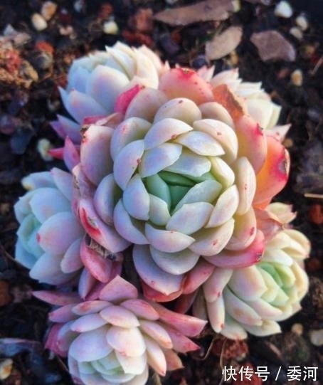 11月养盆多肉冰莓,了解掌握4个要点,美艳动人爱群生