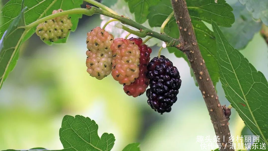 果实|山里的野果是农村童年最珍贵的零食,吃过的至少是90后