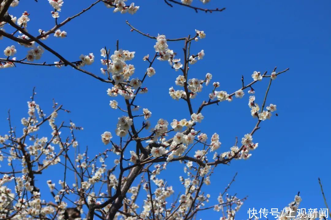 走进|梅开五福！普陀这里简直“美爆了”