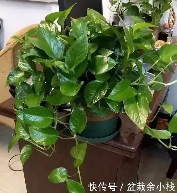 盆里灌点饮料,盆土疏松有营养,10年不用换土花也长得旺