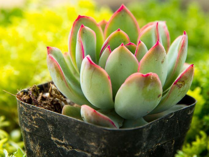 新手种植多肉要记住这些,多肉种不活的原因