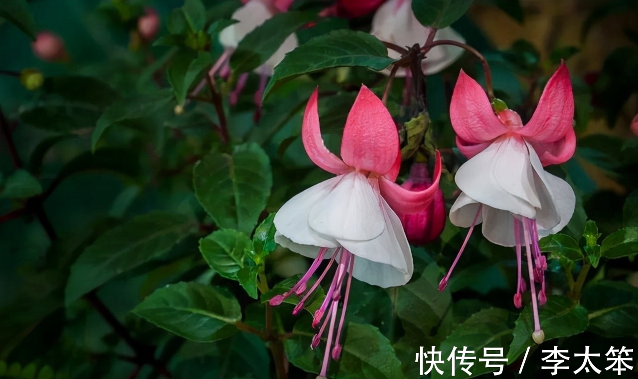 茶花|这13种花好养易活，花期还很长，喜欢的话，试着养一盆吧