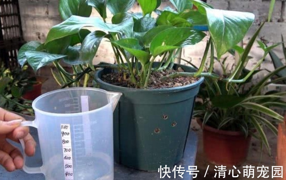 油绿|绿萝喜欢喝“2种水”，半个月浇一次，叶子变得油绿又光亮