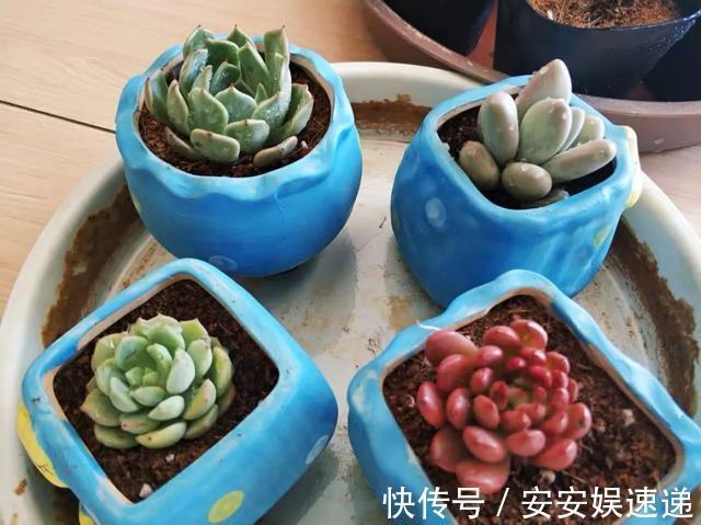 新手养多肉经常遇到的几个问题,早点知道,就能少走弯路