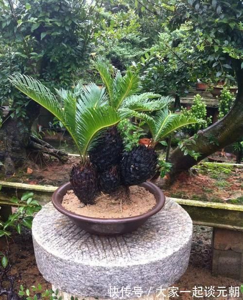 铁树|能养100年的花，养一盆成传家宝，越老越值钱！