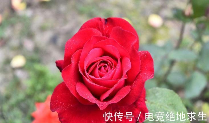 修剪月季有哪些好处,月季为什么需要修剪呢