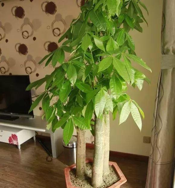 叶片|客厅养花选择6种树,自带财气,叶片油绿,旺财、旺人