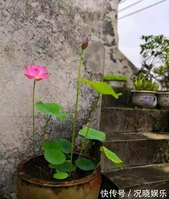 种花|30斤的大水缸，拿来养花成宝贝，怪不得都抢着要