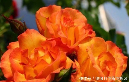 养花|新手养花,不如养盆花中精品“宠爱小姐”,金蕊红衣,香气甜润