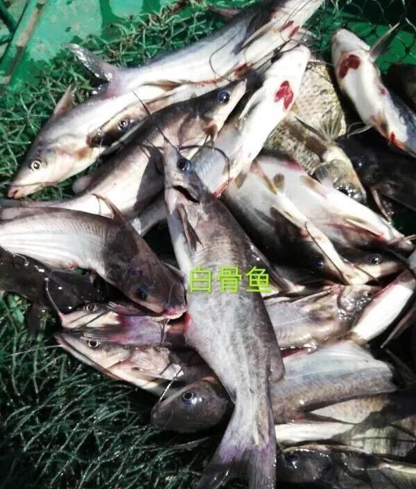 这种是我国最贵的淡水鱼品种之一，很多人即使钓到都舍不得吃