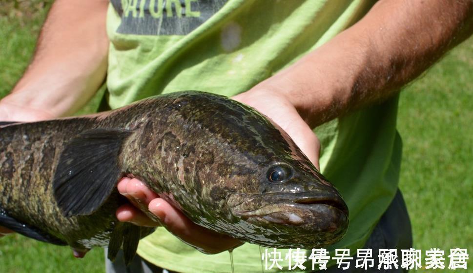 鱼线|掌握黑鱼垂钓秘密,即使再凶猛的黑鱼也可以轻松钓到