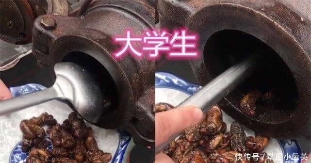 鬼点子|“知了”被虐很惨？大学生直接吃，高中生做手办，小学生简直魔鬼