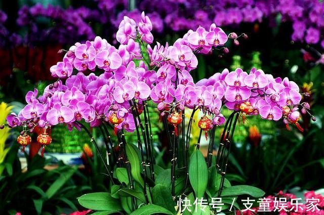 漂亮花|3种漂亮花,再“喜欢”也别贸然买,太难养,一般人根本养不活