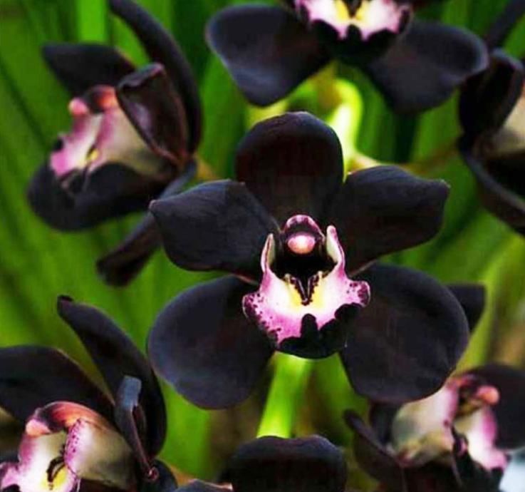 兰花|被抢购一空的兰花,绿杆紫花,叶片油亮,兰香扑鼻,比牡丹要美