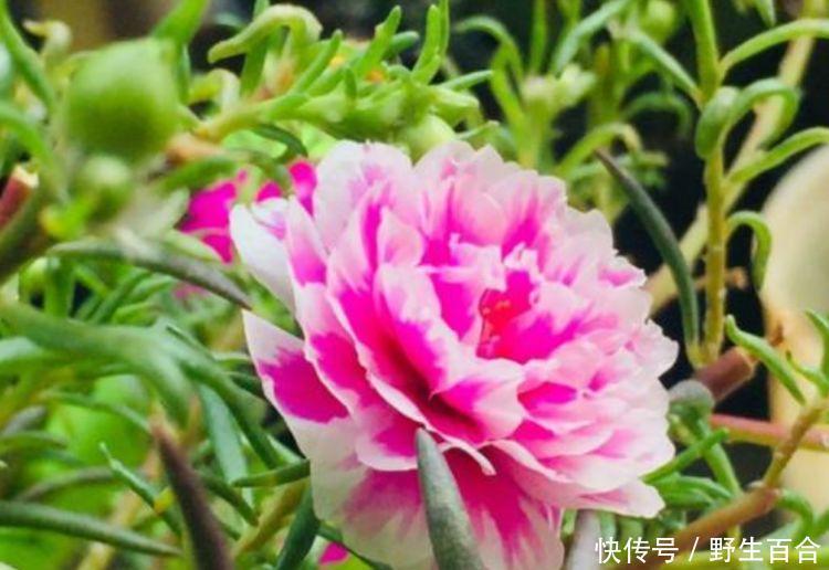 家养几种花,花期长,花色艳丽,开成花海,邻居都羡慕!