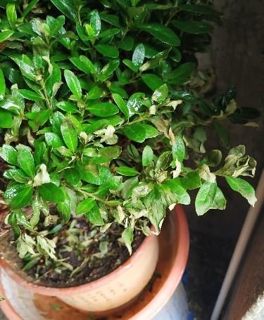  养护|杜鹃花再过三天，就变成“柴火”了，都是养护不到位