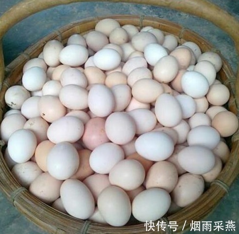 买鸡蛋,白壳比红壳好?养殖场大婶告诉你,牢记2点不被忽悠