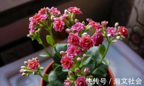 长寿花|养长寿花，将“4忌4喜”进行到底，爆盆开花只是分分钟的事情