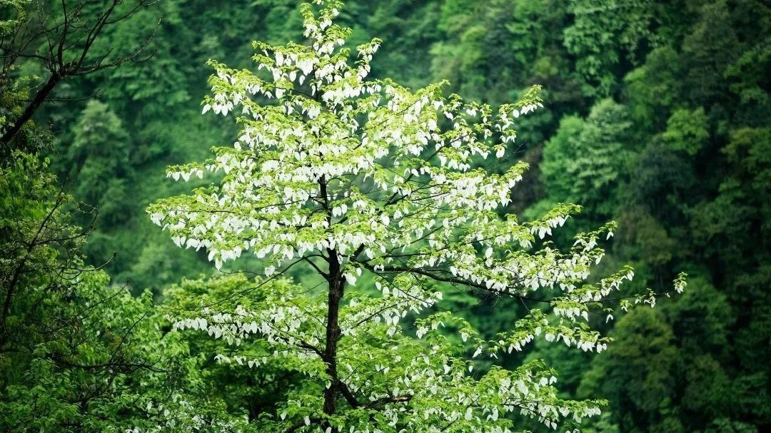 洪雅|一城山水，几番韵味，这是属于洪雅的养心之地