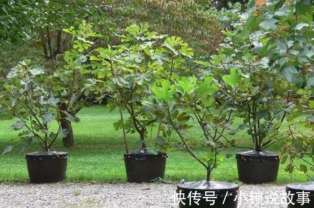 3种果树养“阳台”,水果再贵也不怕,自己种的有,想吃就去摘