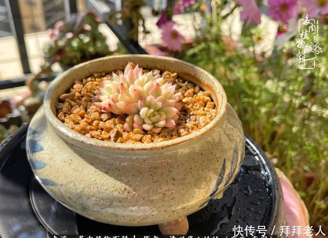 多肉与我，不负时光韶华！