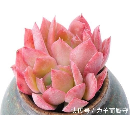 绮罗完美逆袭,成为12月最火的多肉,这个特点总能给花友带去惊喜