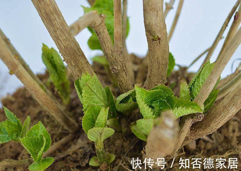死翘翘|5种“降价花”，九月不要买，买了养不好，白白浪费钱
