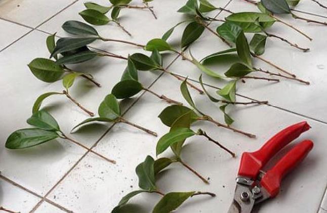 扦插的5个错误操作，不是难生根，是你做错了，扦插其实很简单！