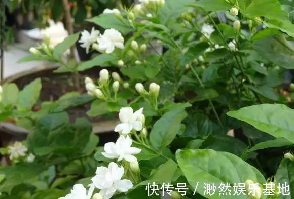 茉莉花这么养,花争着开,只需几个妙招,修剪是重点