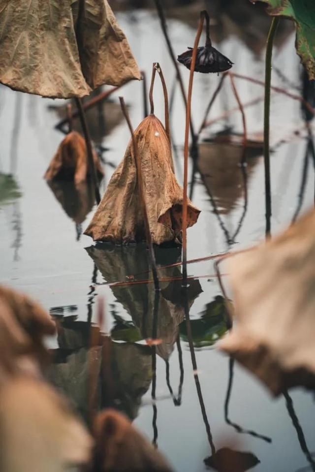 下周一,西湖里的残荷要开始收割了,还没打卡拍残荷美照的朋友抓紧了