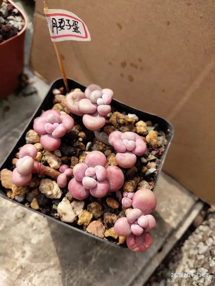 养肉多年的新手我相信它们一定可以变得更美丽!