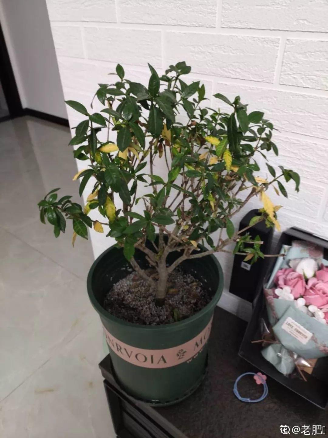 盆土硬成大疙瘩,浇点松土剂,立马软得像发糕!