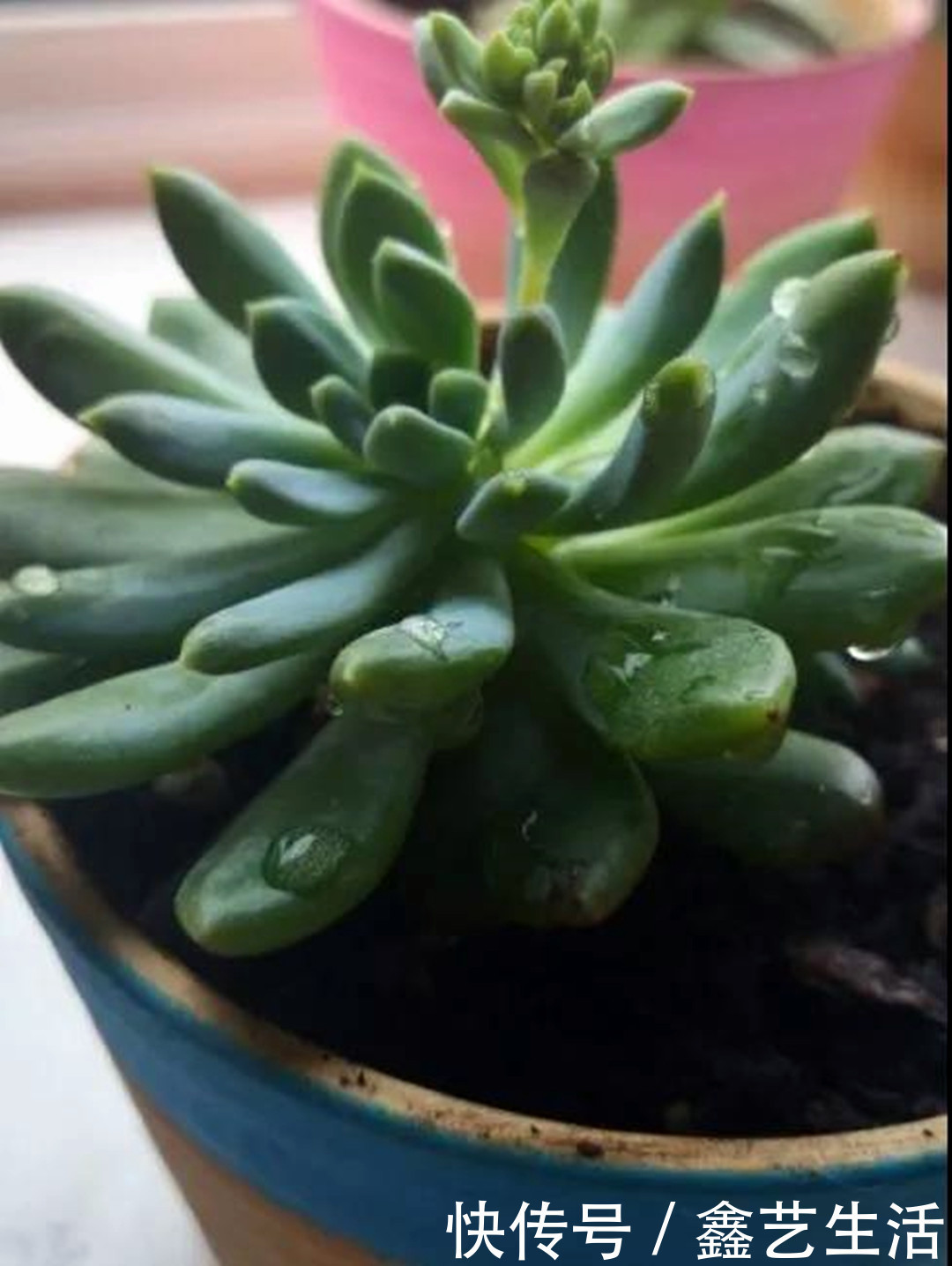 土壤|夏天多肉不能乱浇水，收好这几种正确的浇水方式