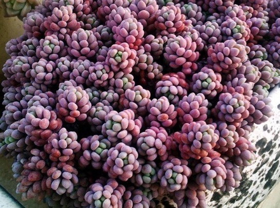 新手养花,不妨试试这几朵,比绿萝还好养,郁郁葱葱,四季常开花