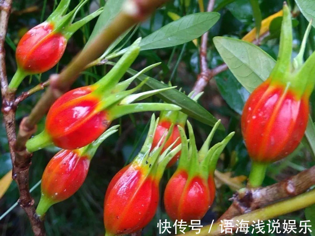 君子兰越小越值钱,养了4年,只有硬币大!