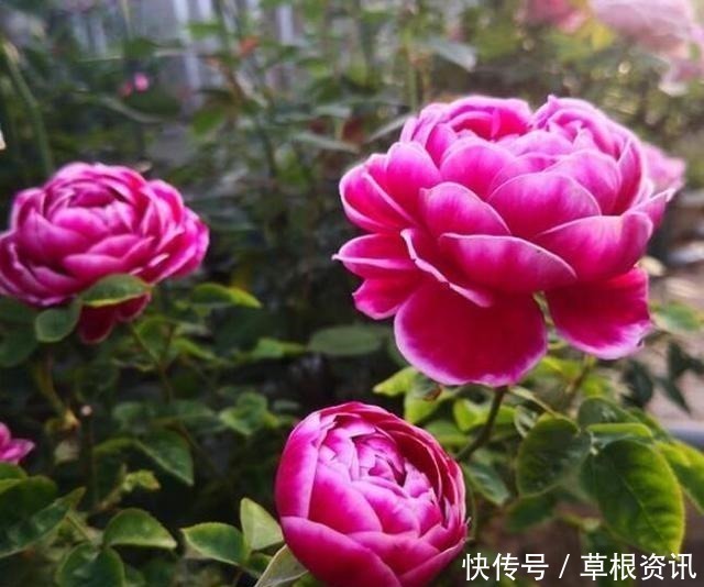 修剪|它是世界名花,全年开花,漂亮不输牡丹,花香不输兰花,值得养